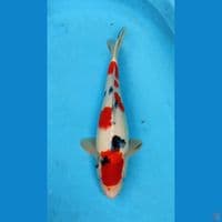 TAISO SANKE ±40cm hq