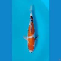 Showa 32cm