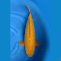 55cm male - Jumbo Caramel Bulky 