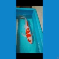 kohaku kumpay jumbo 49cm