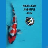 kindai showa jumbo