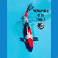 showa punuk