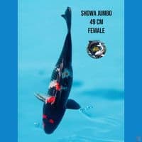 showa jumbo
