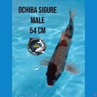 ochiba sigure