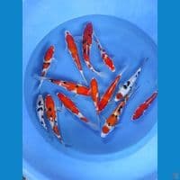 mix 13 ekor 20-30cm