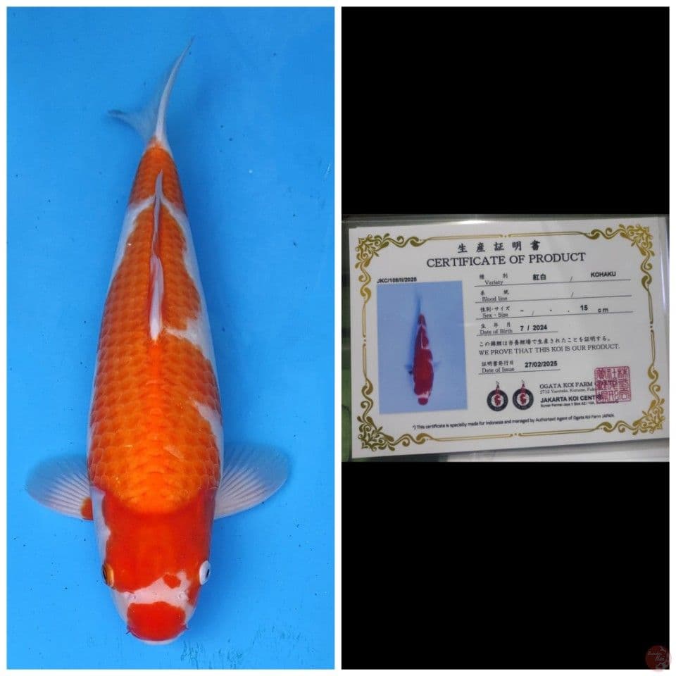 Ogata Kohaku 