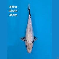F1 SHIRO GINRIN 35CM