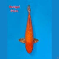 IMPORT SERTI BENIGOI 51CM