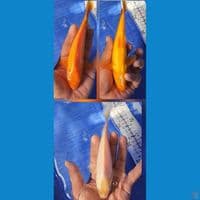 paket 2 ekor