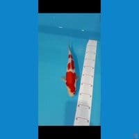 kohaku F1 ori 31cm jantan