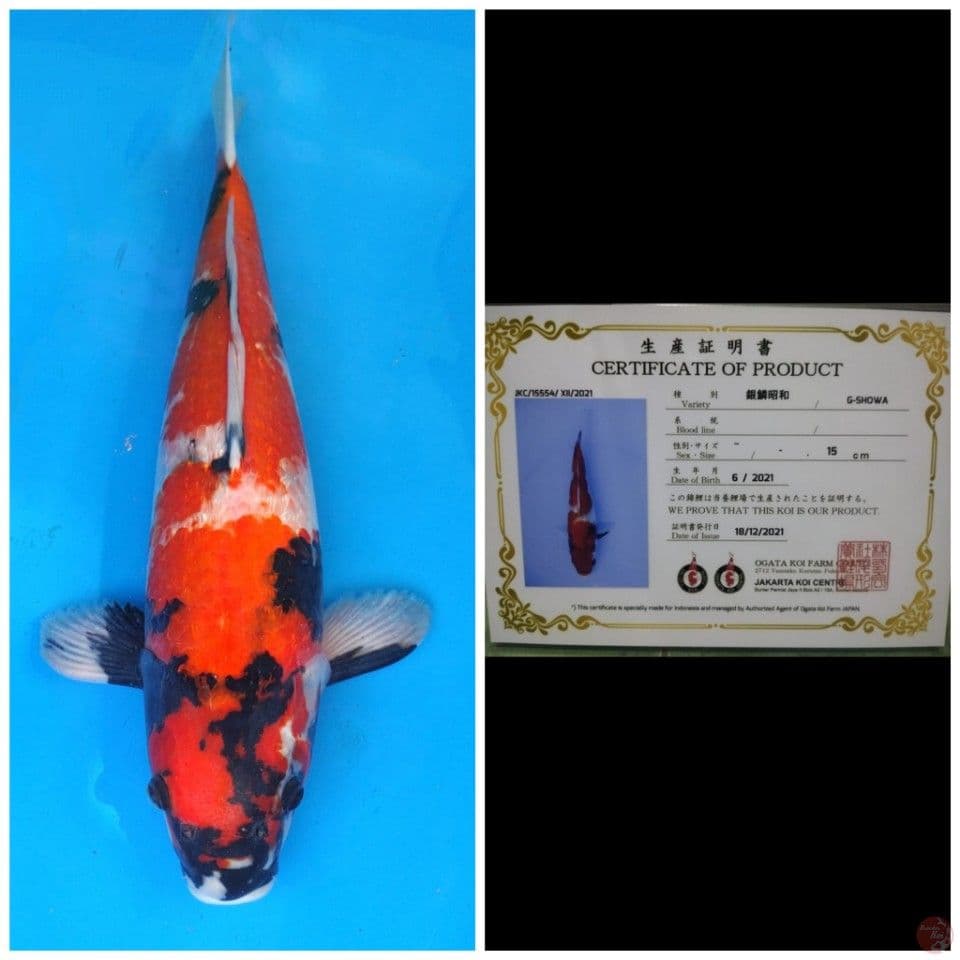 Ogata Showa 