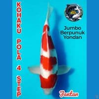 kohaku pola 4 step akf 
