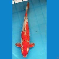 Kujaku Male Jumbo size 59