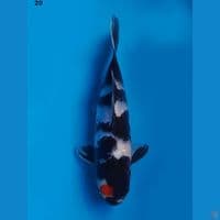 20cm male tancho showa f1