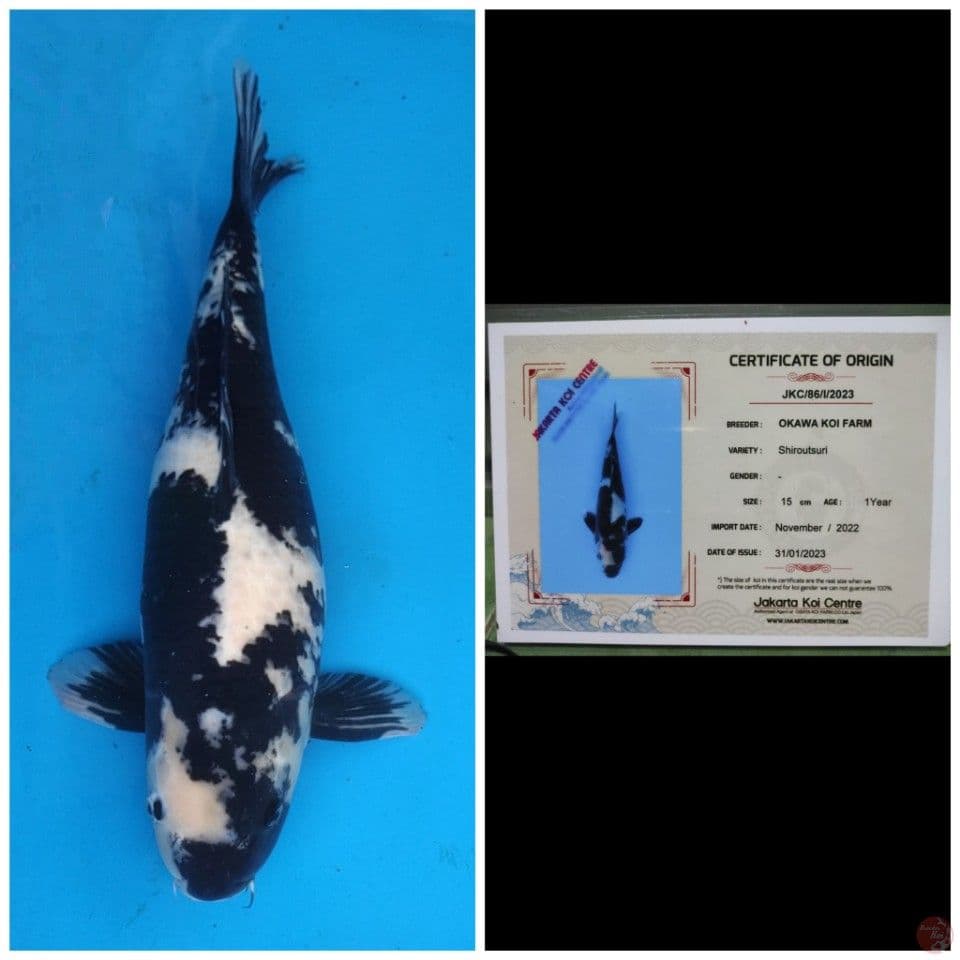 Okawa Jumbo Shiro 