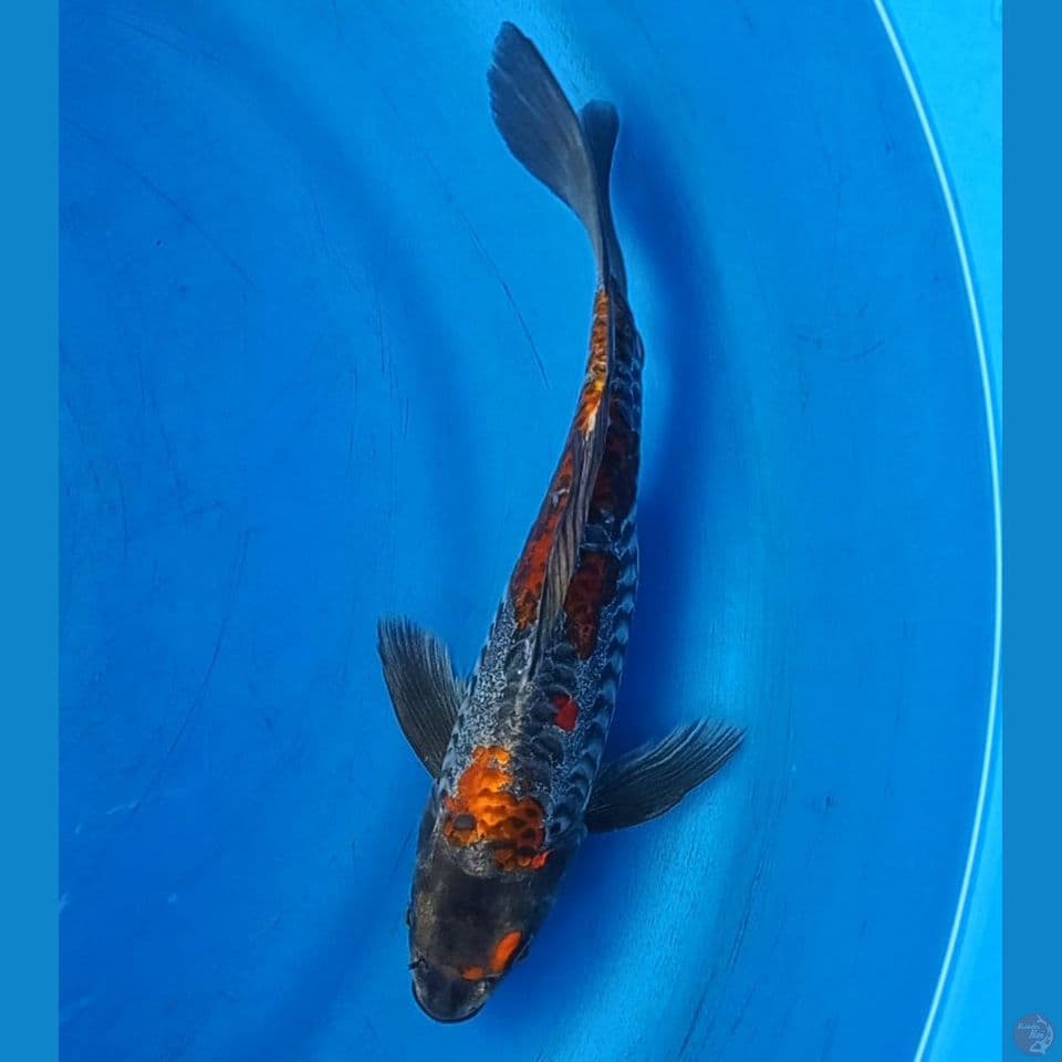 KUMPAY BENI KIKOKURYU 26CM MALE
