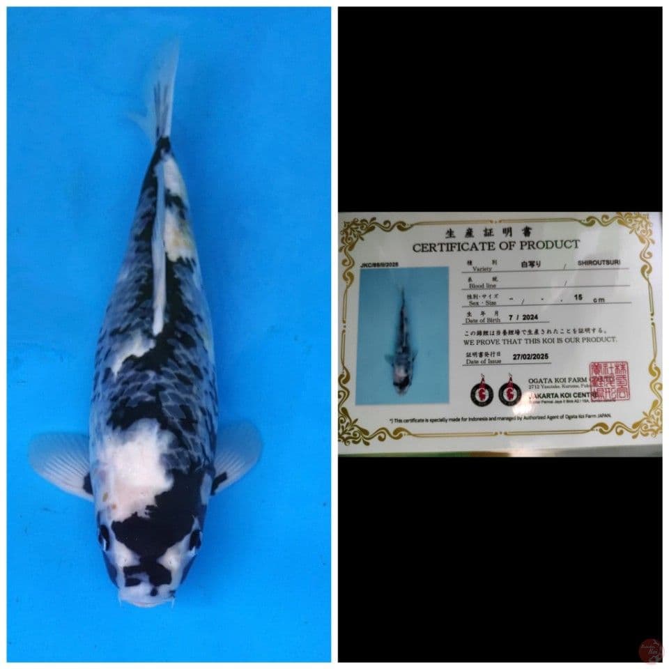 Ogata Shiro