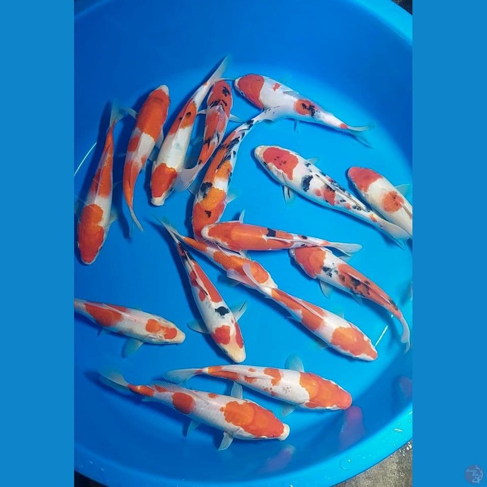 PAKET KOHAKU SANKE 20-24 CM 12 EKOR
