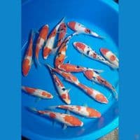 PAKET KOHAKU SANKE 20-24 CM 12 EKOR