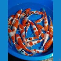 PAKET KOHAKU SANKE 20-28 CM 24 EKOR