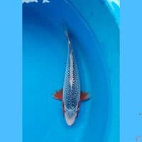Asagi 26cm
