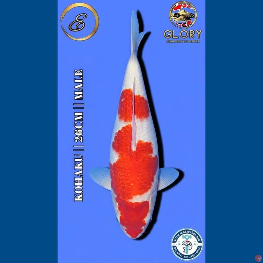 Benigoi Merah