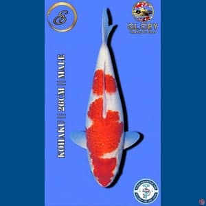 Benigoi Merah