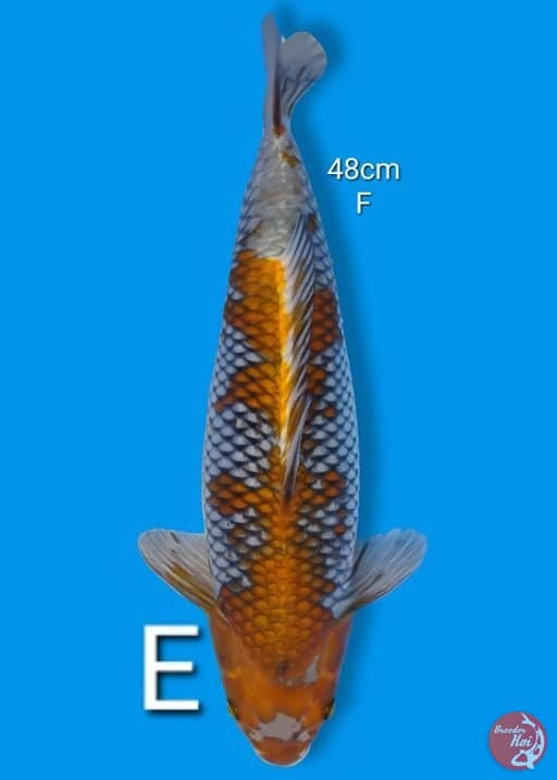 Ochiba 48Cm [Female]