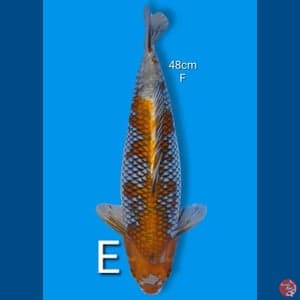 Ochiba 48Cm [Female]