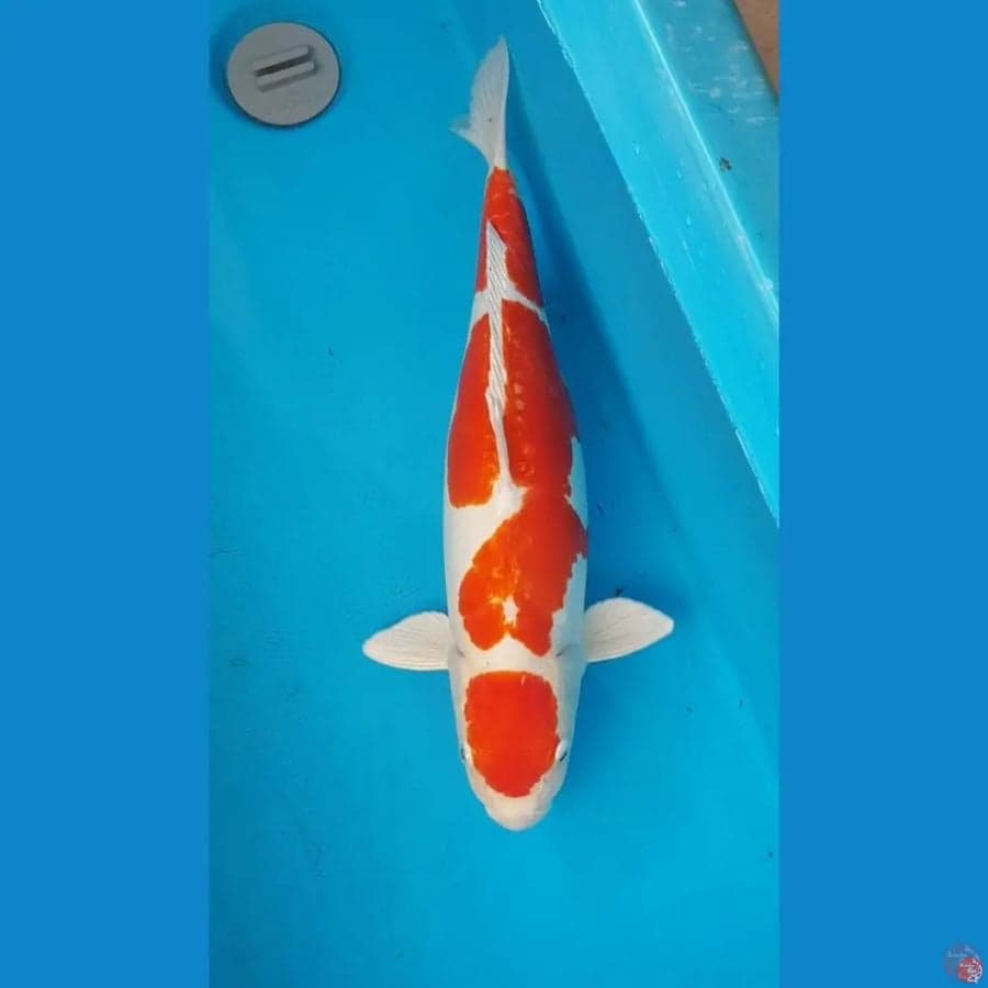 Kohaku Sanke