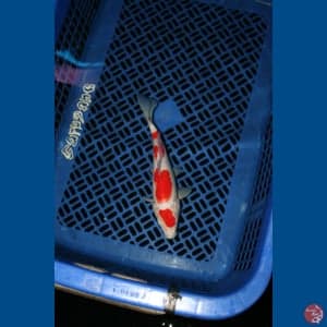 Kohaku 34 cm