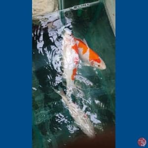 Mix koi