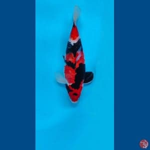 Showa 36cm