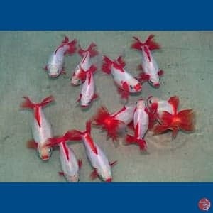 Kohaku