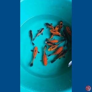 mix koi