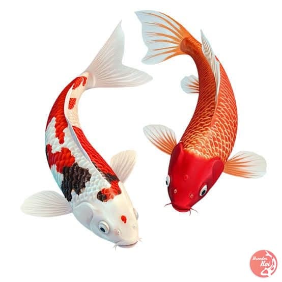 koi koi