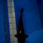 cagoi aragoke jos 31cm