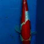 ki kusui 30cm cuting kering 15 hari 
