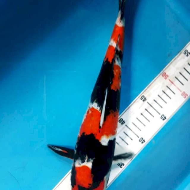 sowa 35cm jantancuting kering