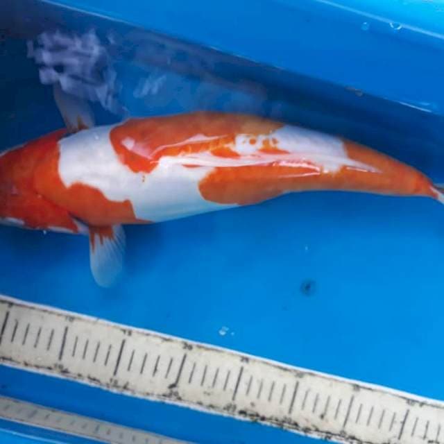 kohaku 44cm