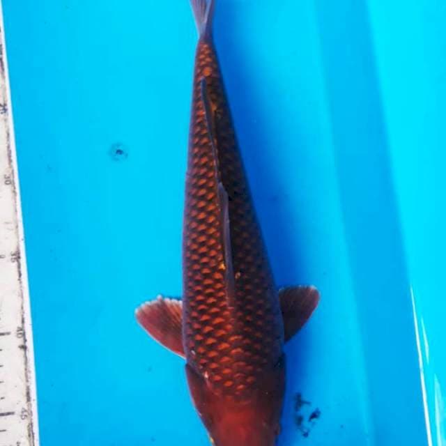 cagoi tembaga istimewa 34cm