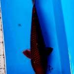 cagoi tembaga istimewa 34cm