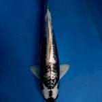 kawarimono 36cm