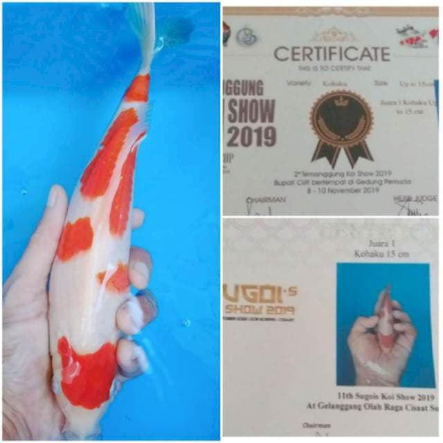 SQ kohaku 26cm male, serti  (2x) juara 1