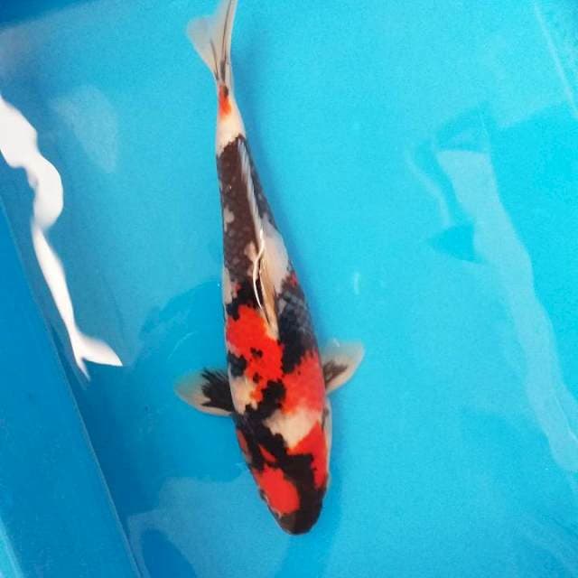 Showa 26cm male, maknyusss