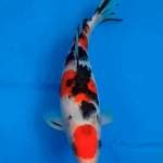 Sanke maruten original 25cm