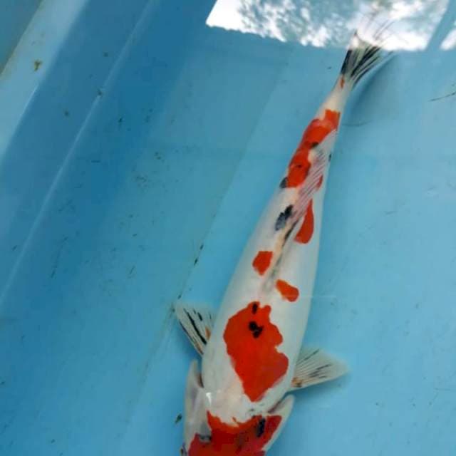 sanke doit 30cm