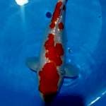kohaku ginrin istimewa 32cm