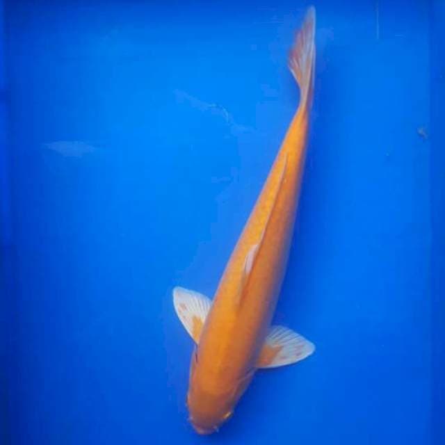 Karasi 38 cm