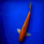Karasi 38 cm